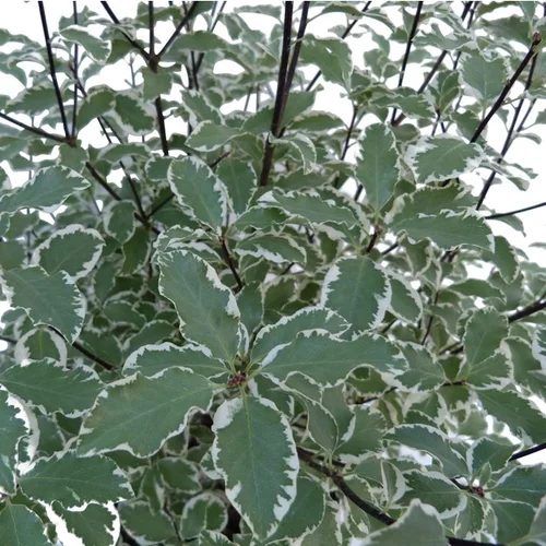 Pittosporum Tenuifolium Variegatum en pot déco de 12 L