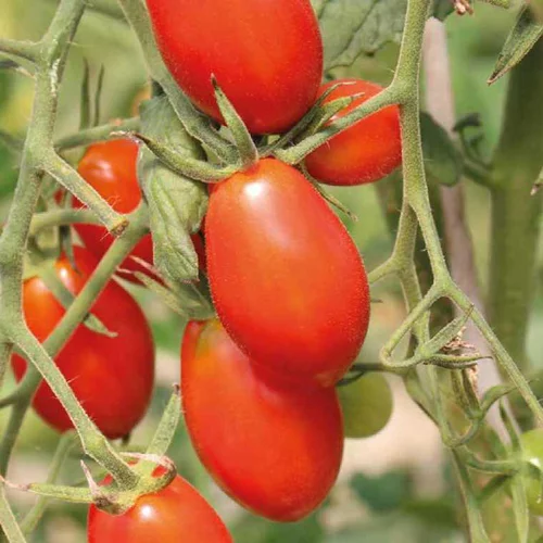 Tomate Cerise Allongée Aligote bio. Le pot de 9 x 9 cm