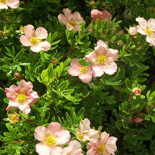 Potentille arbustive Lovely Pink® Pink Beauty Potentilla fruticosa lovely pink ® pink beauty