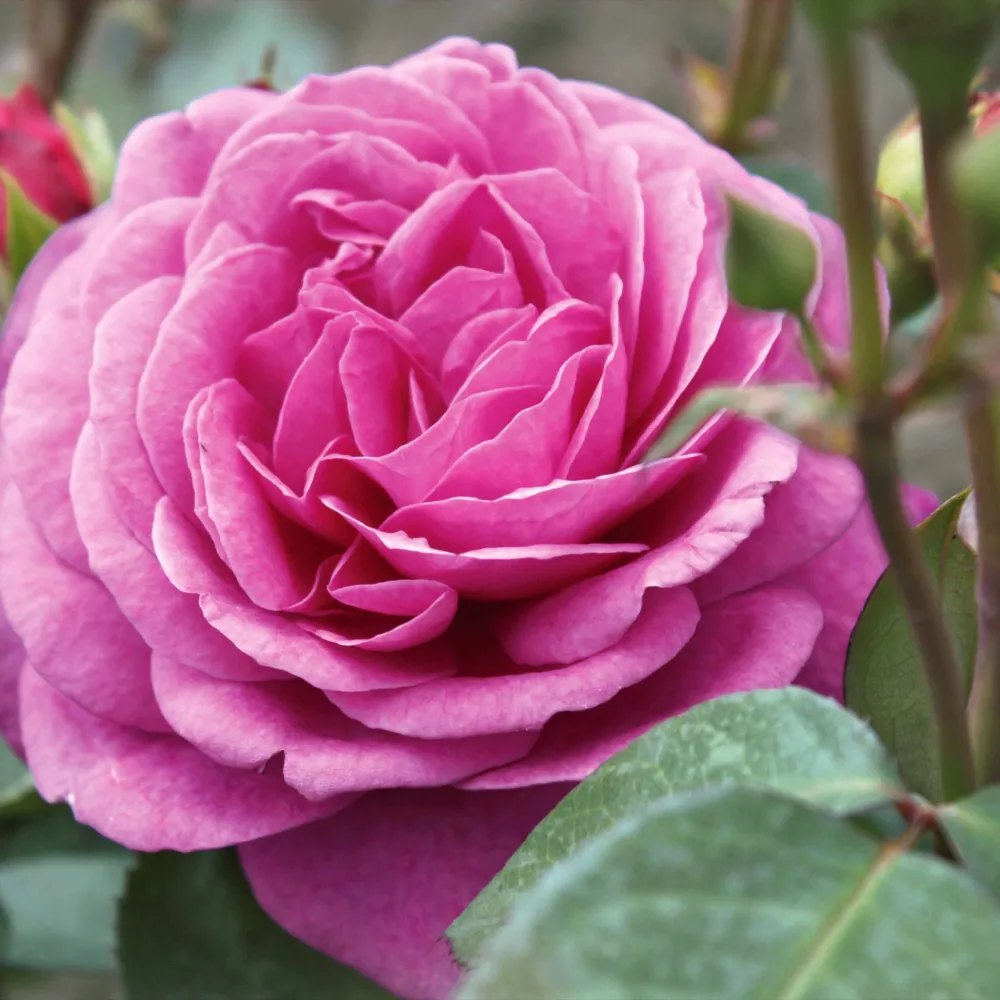 Rosier buisson Purple Rain Rosa purple rain