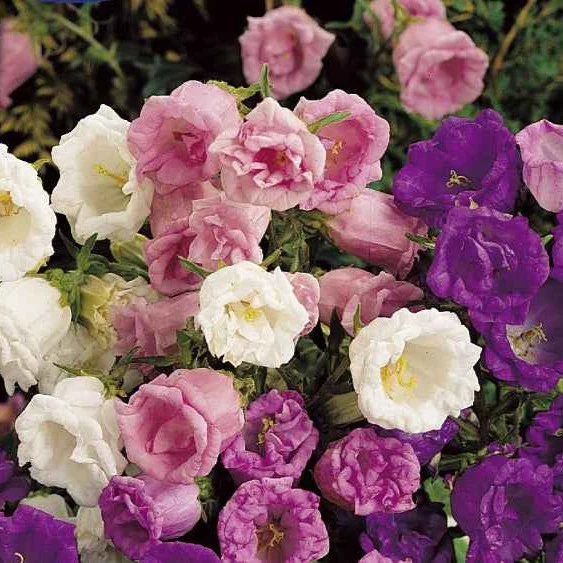 Campanule à grosses fleurs doubles en mélange Campanula medium