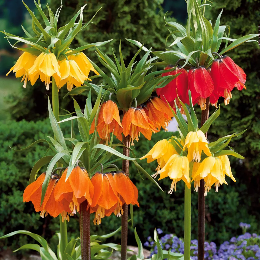 Collection de 3 Couronnes impériales : jaune, rouge, orange Fritillaria imperialis