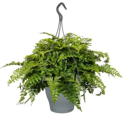 Asplenium Parvati vert. Le pot Ø 17 cm