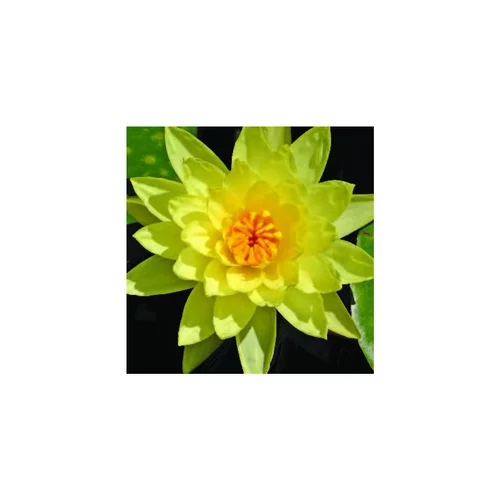 Nénuphar 3L jaune
