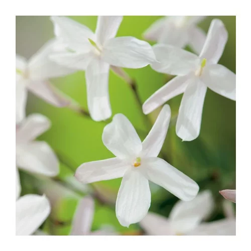 Jasmin Polyanthum. Le pot de 3 litres, échelle