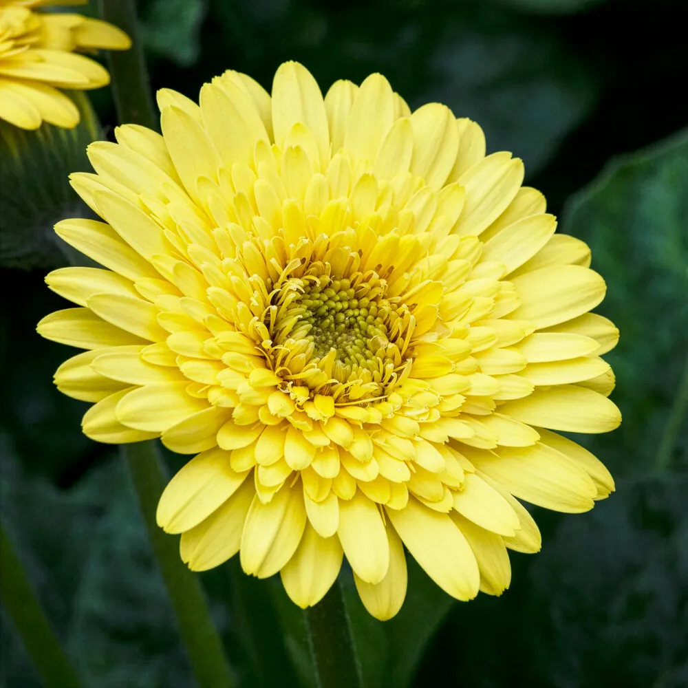 Gerbera jaune Gerbera jamesonii
