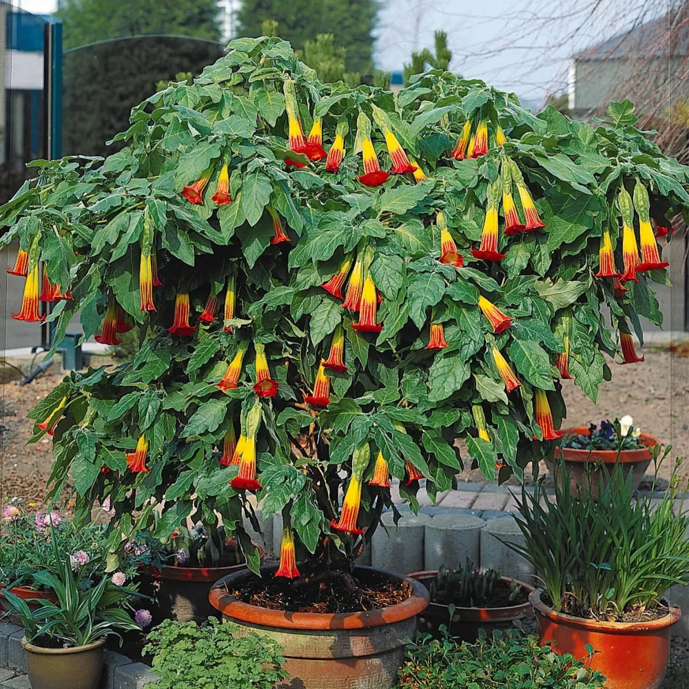 Brugmansia rouge et or Brugmansia