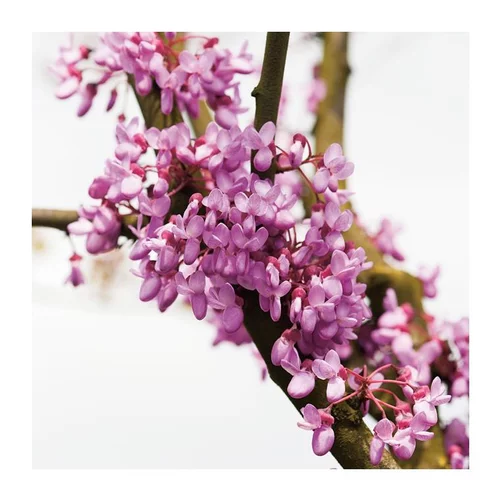 Arbre de Judée - pot 18 L
