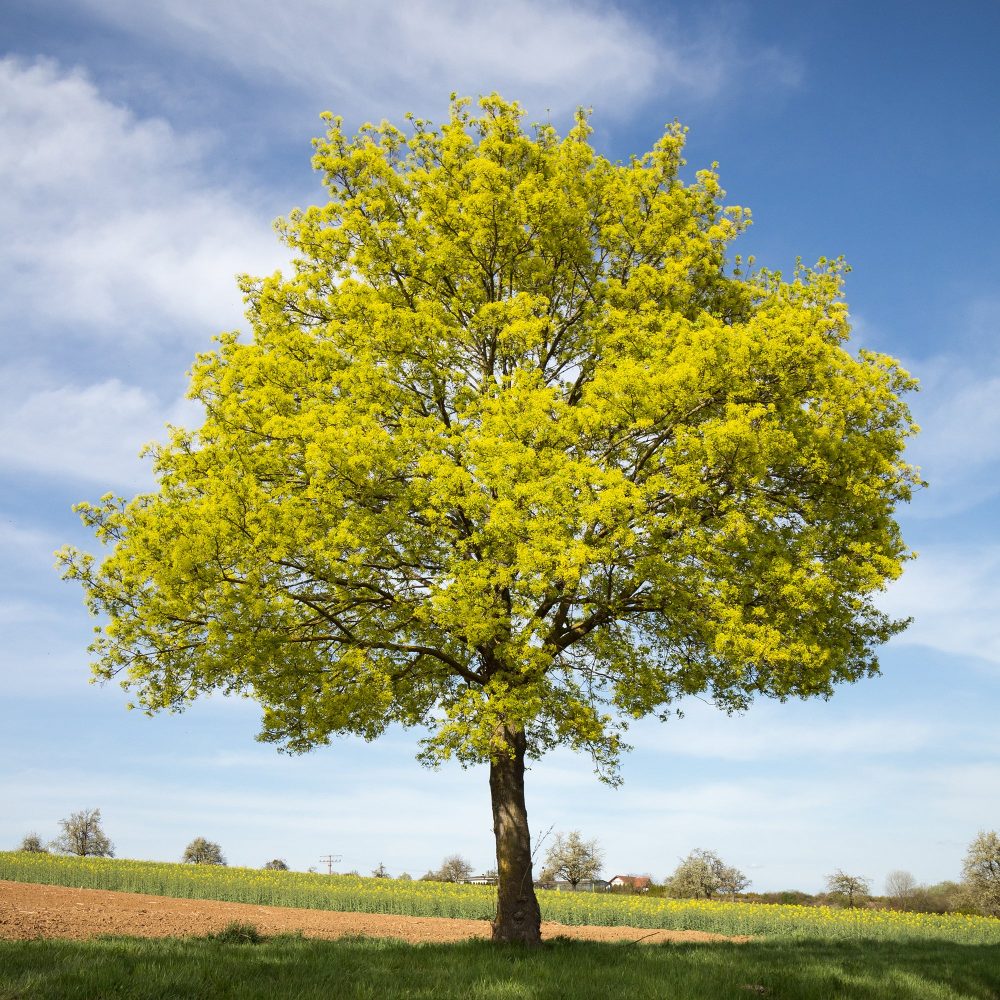 Erable plane Acer platanoides