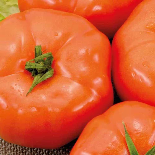 Tomate Ronde Royale Des Guineaux bio. Le pot de 9 x 9 cm