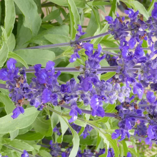 Sauge mystic bleue - Le pot de 1 litre