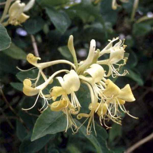 2 x Chèvrefeuille des bois – Lonicera periclymenum, 50, 60 cm pot