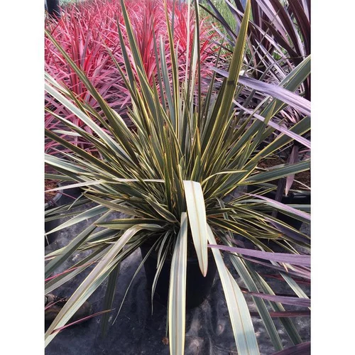Phormium Tenax Brown Sugar en pot de 4 L