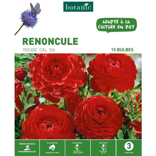 Renoncule rouge botanic® - 15 bulbes