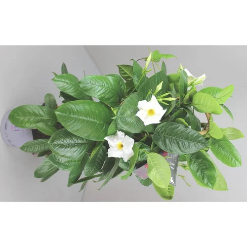 Dipladénia Fushion Sydney double Arceau - Le pot de 3 litres