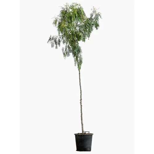 Schinus Molle (Faux poivrier odorant) 8/10 tige en pot de 30 L vert