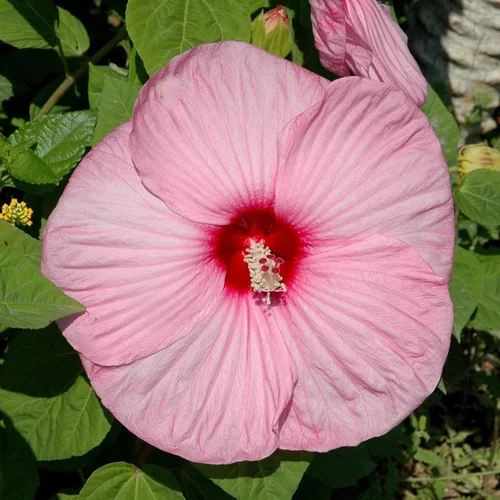 Hibiscus Moscheutos - Le pot de 7,5 litres