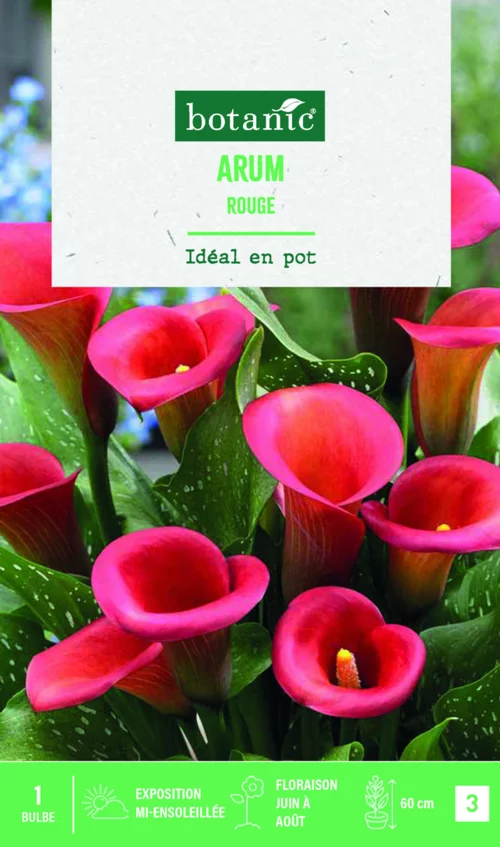 Bulbe de fleurs Arum rouge botanic® - 1 bulbe
