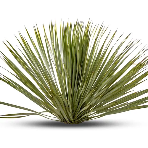 Yucca Rostrata en pot de 20 L