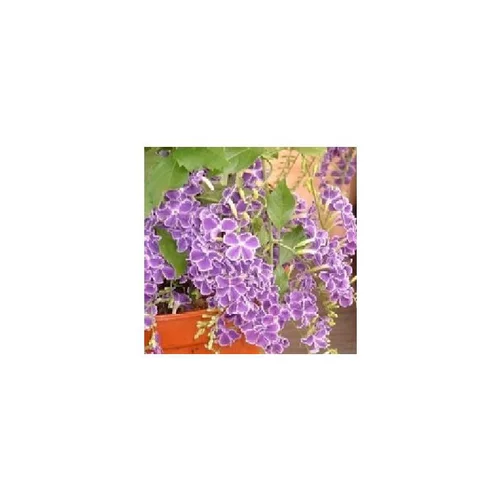 Duranta Erecta Pyramide - Le pot de 1 litre