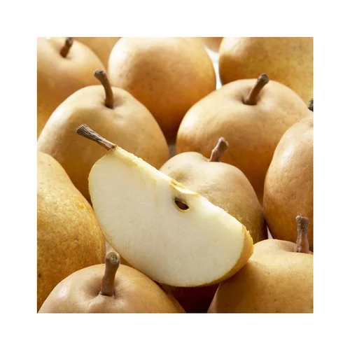 Poirier Delbard D'Automne ® Delsanne. Le pot de 12 litres, forme gobelet
