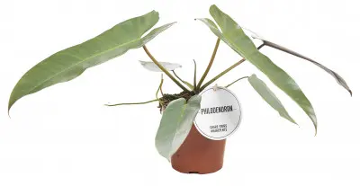 Philodendron Atabapoense. Le pot de Ø 12 x H 25 cm