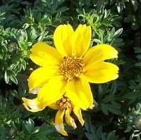 Bidens jaune - La suspension diam 27 cm