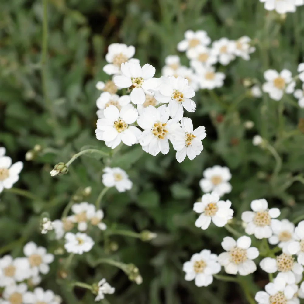 Achillée en ombelle Achillea umbellata