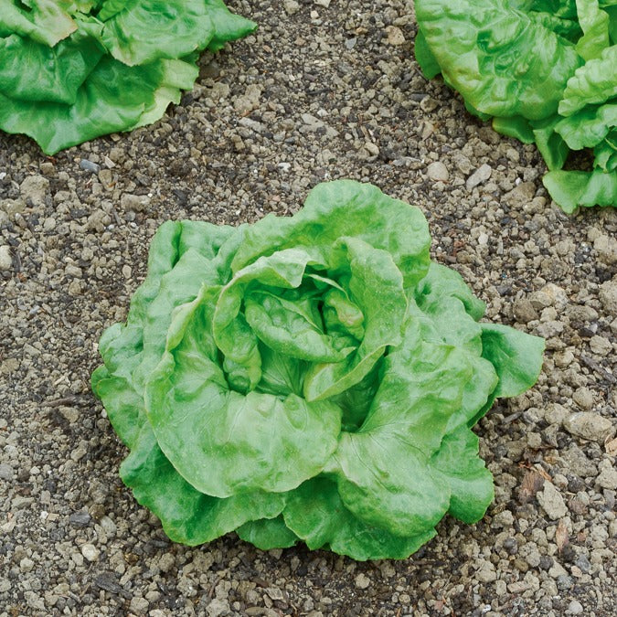 Laitue pommée Du Bon Jardinier Lactuca sativa du bon jardinier