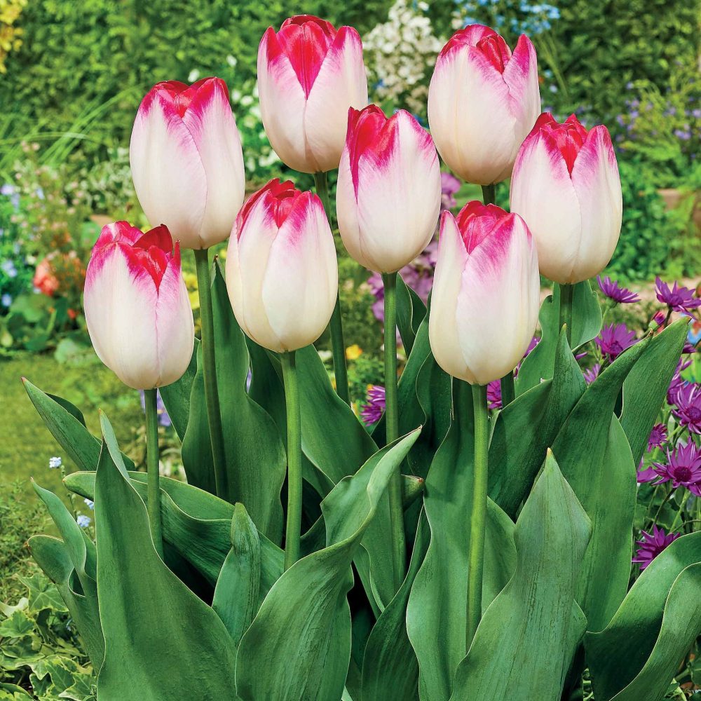 10 Tulipes Supri Erotic Tulipa supri erotic
