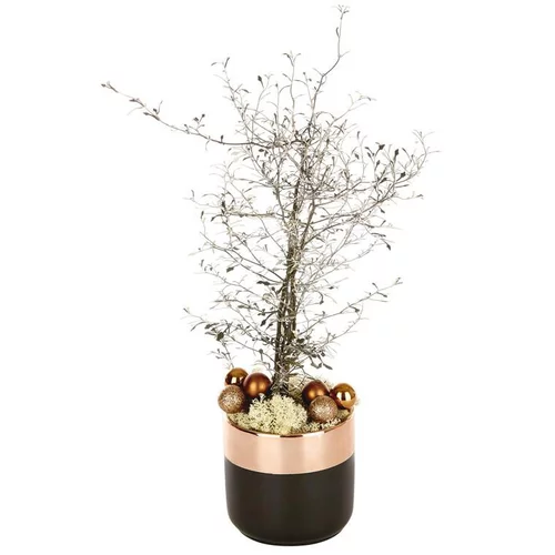 Corokia en pot noir et cuivre - La composition