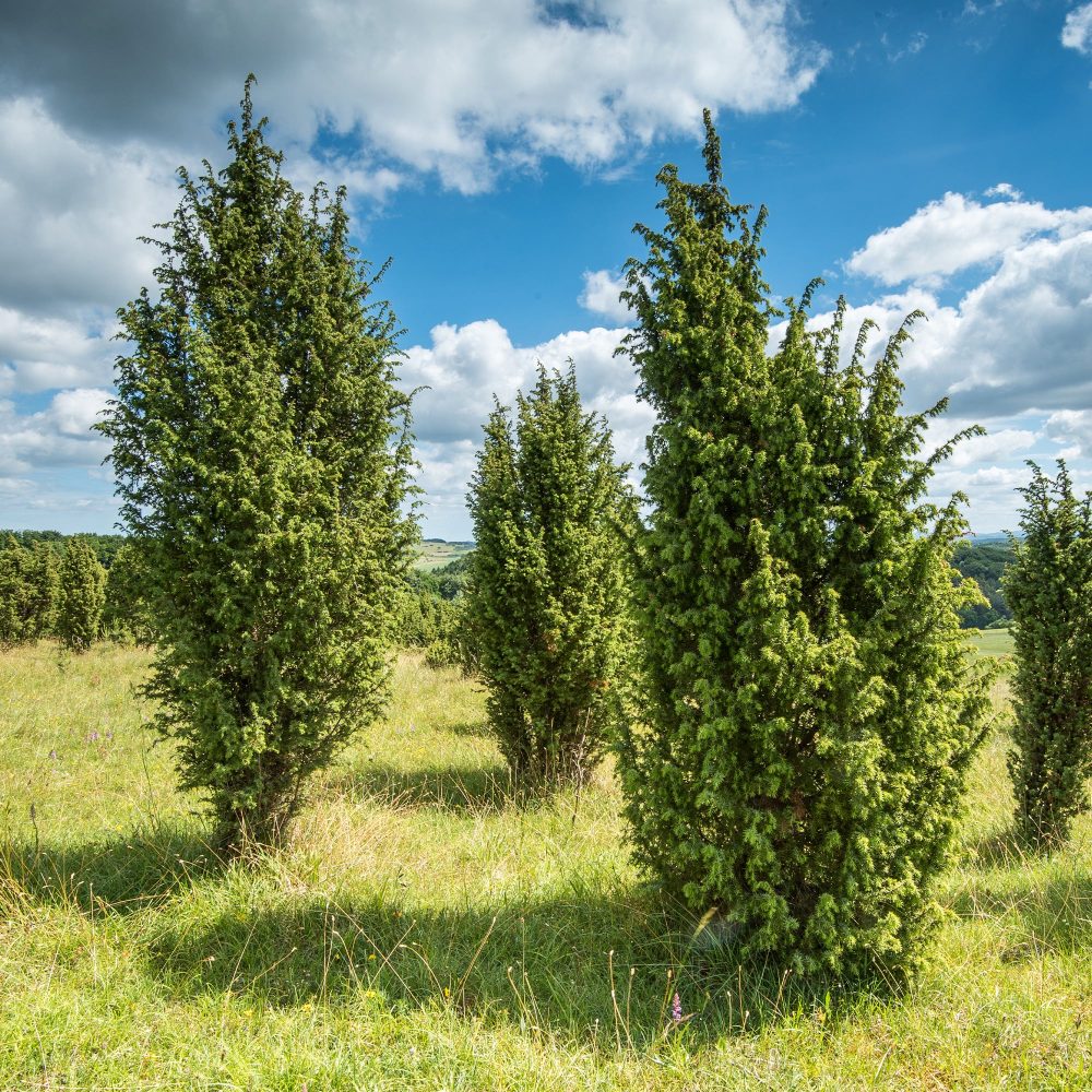 Genévrier commun Juniperus communis