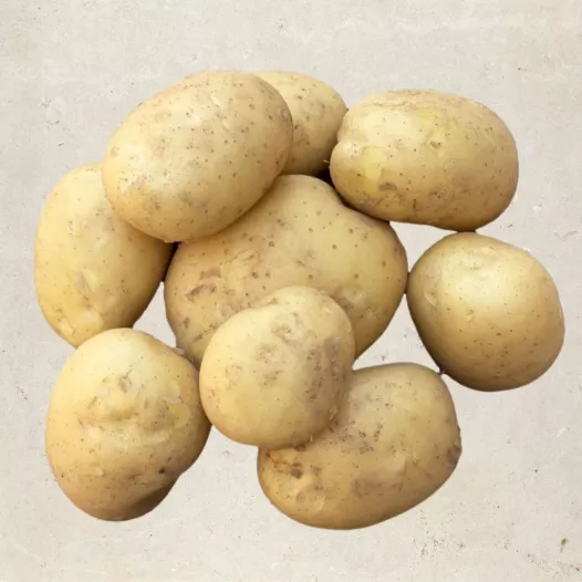 Aardappel Etincelle - 1kg | Bio pootgoed