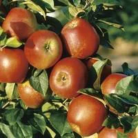 Pommier Delbard Jubile® Delgollune. En racine nue, forme palmette U double