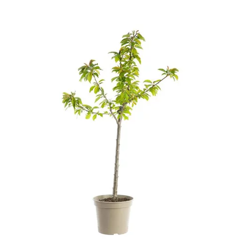 Cerisier Big. Sunburst. Le pot de 12 litres, forme gobelet