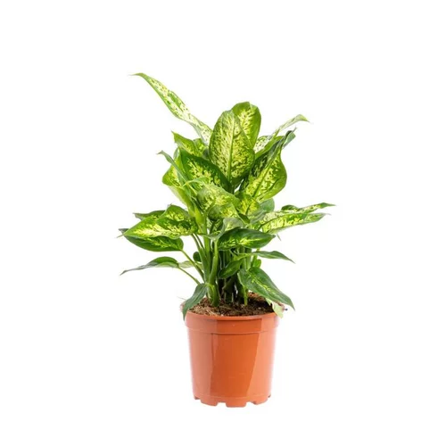 Dieffenbachia Crown pot Ø24xH80 cm