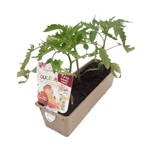 Plant de potager trio de tomates Anacoeur, As de cœur, Cœur de bœuf bio