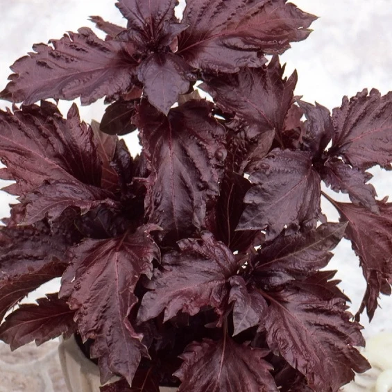 Basilic pourpre Purple Ruffles Ocimum basilicum purpureum