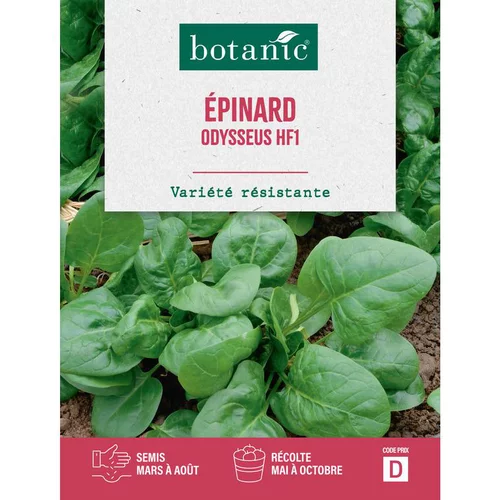 Graines d'épinard odysseus HF1 botanic® - graines à semer