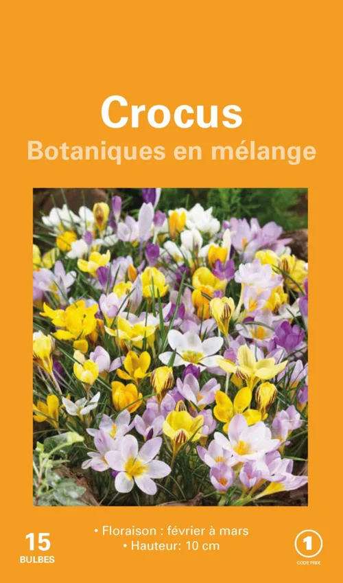 Crocus en mélange botanic® - 15 bulbes