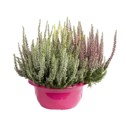Callune arlequin - La coupe de 20 cm