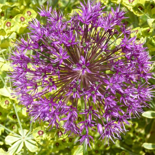 Ail d'ornement à fleurs multicolores. Le pot de 3 litres