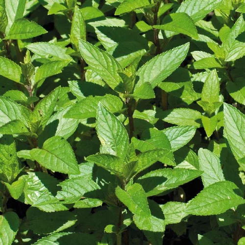 Menthe Poivree Bio. Le pot de 1 litre