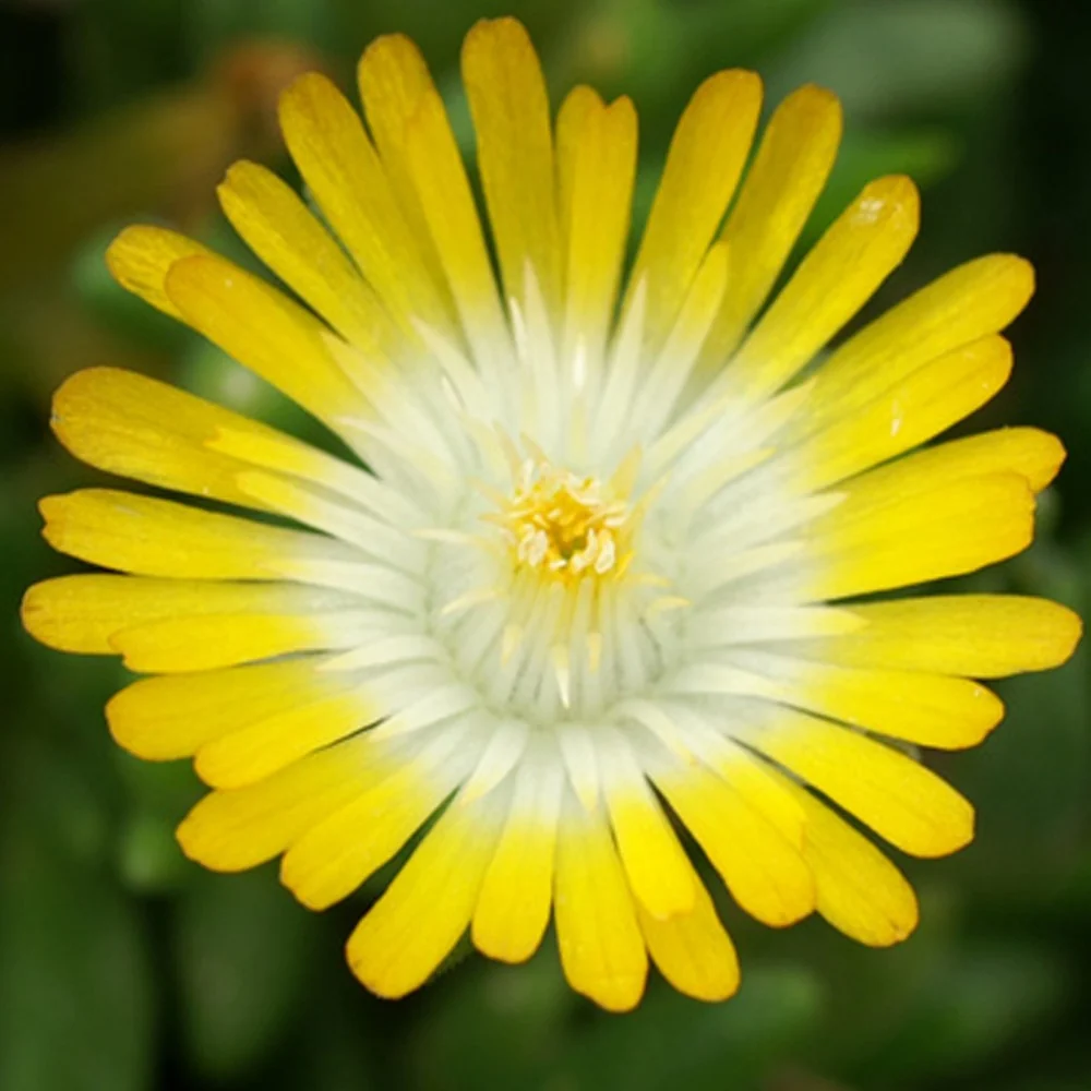 Delosperma Jewel of Desert Peridott ® Delosperma 'jewel of desert peridott' ®