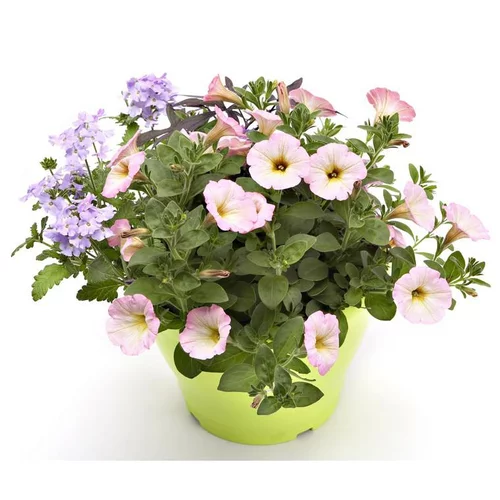 Potee Anglaise - Le pot de 4,5 litres