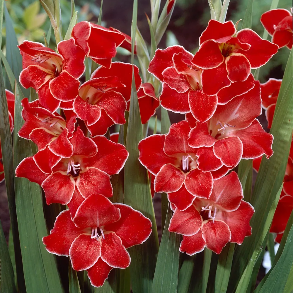 15 Glaïeuls nains Atom Gladiolus primulinus Atom