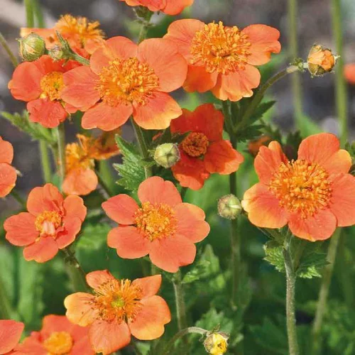 Benoite Coccineum Orange - Le pot de 9 x 9 cm