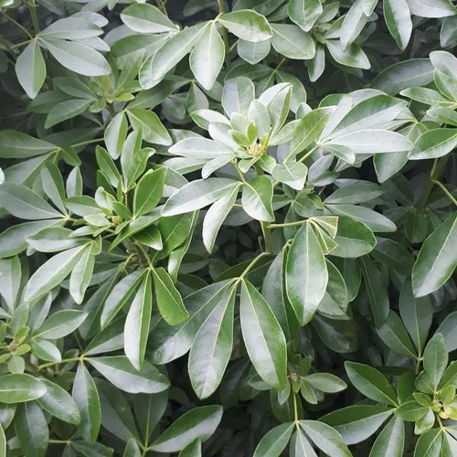 Choisya Ternata en pot de 3 litres