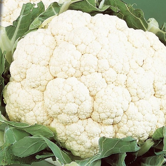 Chou-fleur Alpha 6 Fortados Brassica oleracea alpha 6 fortados