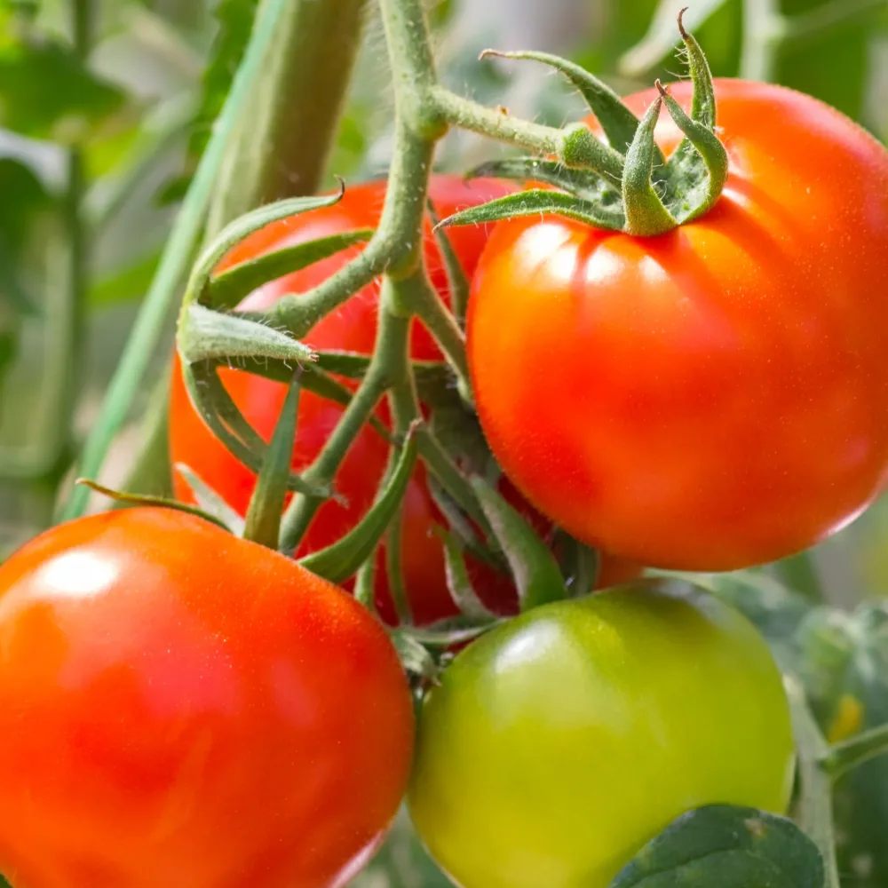 3 Plants de Tomate Montfavet F1 Solanum lycopersicum montfavet f1